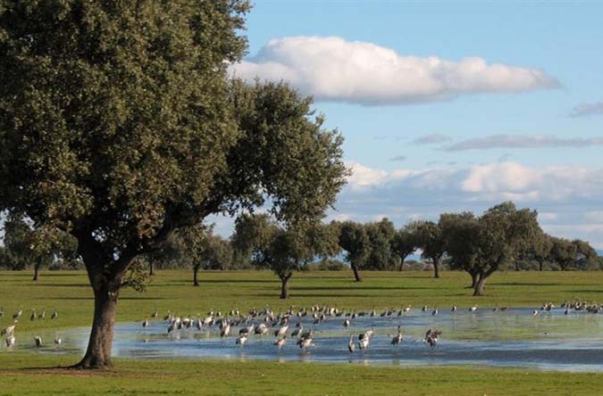 entreolivoshostal la albuera complejo lagunar